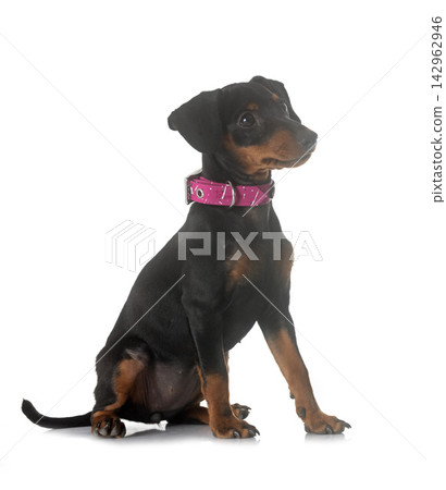 miniature pinscher in studio miniature pinscher in studio 142962946