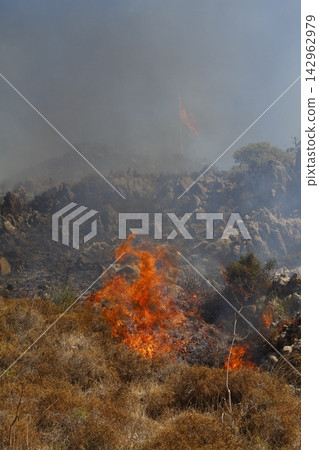 Red raging flame of fire burn in grass fields, forests and black and white smoke to sky. Big wildfire close-up. pollution in air concept. Red raging flame of fire burn in grass fields, forests and black and white smoke to sky. Big wildfire close-up. pollution in air concept. 142962979