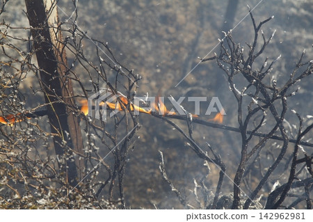 Red raging flame of fire burn in grass fields, forests and black and white smoke to sky. Big wildfire close-up. pollution in air concept. Red raging flame of fire burn in grass fields, forests and black and white smoke to sky. Big wildfire close-up. pollution in air concept. 142962981