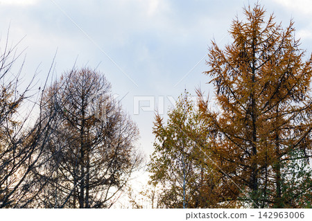 Scenery of Biei in November Scenery of Biei in November 142963006
