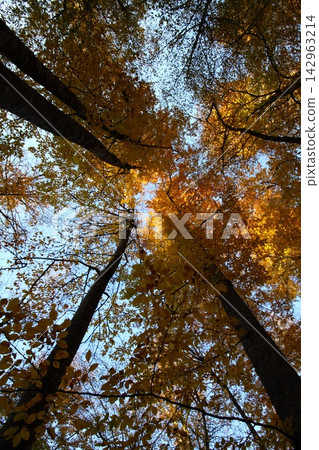 autumn in the woods. Yedigoller, Turkey autumn in the woods. Yedigoller, Turkey 142963214