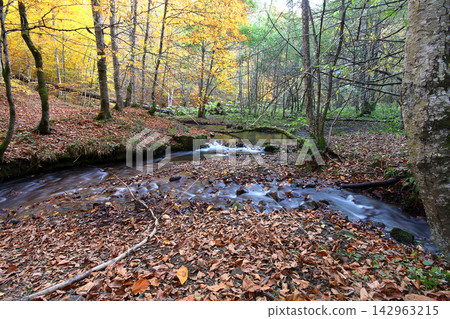 autumn in the woods. Yedigoller, Turkey autumn in the woods. Yedigoller, Turkey 142963215