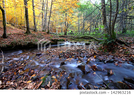 autumn in the woods. Yedigoller, Turkey autumn in the woods. Yedigoller, Turkey 142963216