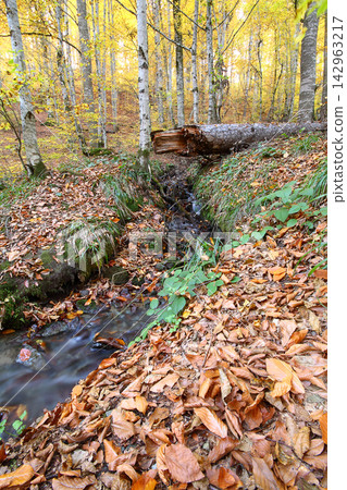 autumn in the woods. Yedigoller, Turkey autumn in the woods. Yedigoller, Turkey 142963217