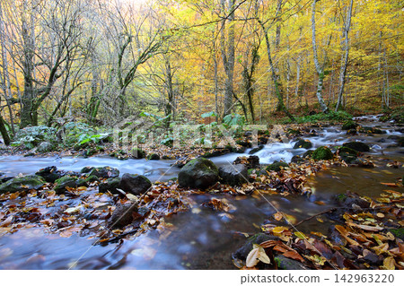 autumn in the woods. Yedigoller, Turkey autumn in the woods. Yedigoller, Turkey 142963220