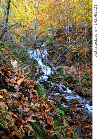 autumn in the woods. Yedigoller, Turkey autumn in the woods. Yedigoller, Turkey 142963221