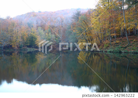 autumn in the woods. Yedigoller, Turkey autumn in the woods. Yedigoller, Turkey 142963222