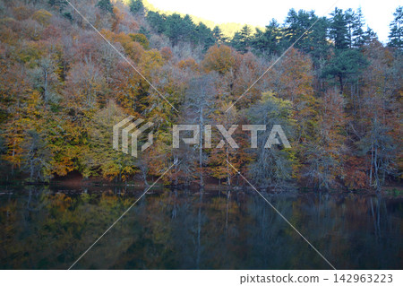 autumn in the woods. Yedigoller, Turkey autumn in the woods. Yedigoller, Turkey 142963223