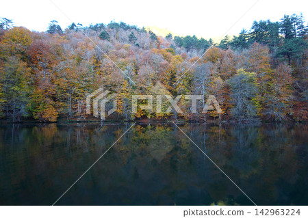 autumn in the woods. Yedigoller, Turkey autumn in the woods. Yedigoller, Turkey 142963224