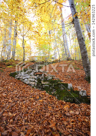 autumn in the woods. Yedigoller, Turkey autumn in the woods. Yedigoller, Turkey 142963225