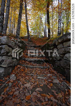autumn in the woods. Yedigoller, Turkey autumn in the woods. Yedigoller, Turkey 142963226