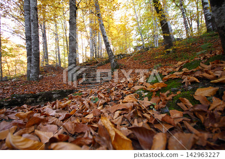 autumn in the woods. Yedigoller, Turkey autumn in the woods. Yedigoller, Turkey 142963227