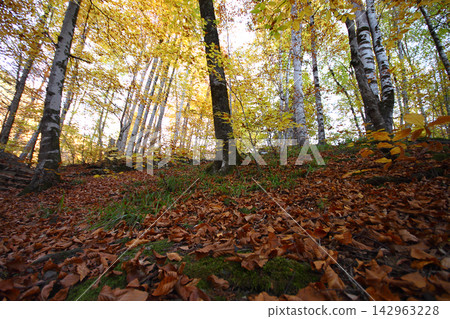 autumn in the woods. Yedigoller, Turkey autumn in the woods. Yedigoller, Turkey 142963228