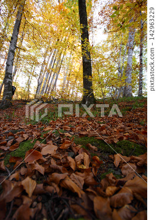 autumn in the woods. Yedigoller, Turkey autumn in the woods. Yedigoller, Turkey 142963229