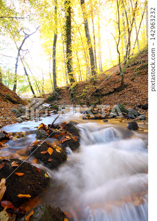 autumn in the woods. Yedigoller, Turkey 142963232