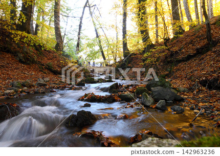 autumn in the woods. Yedigoller, Turkey autumn in the woods. Yedigoller, Turkey 142963236