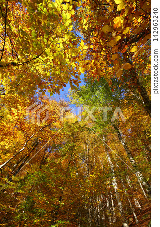 autumn in the woods. Yedigoller, Turkey autumn in the woods. Yedigoller, Turkey 142963240