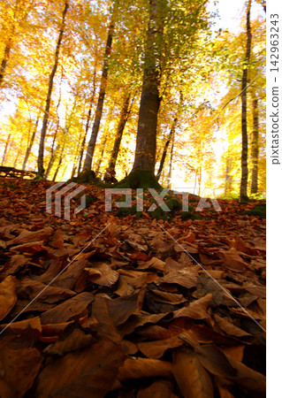 autumn in the woods. Yedigoller, Turkey autumn in the woods. Yedigoller, Turkey 142963243
