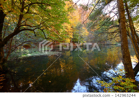 autumn in the woods. Yedigoller, Turkey autumn in the woods. Yedigoller, Turkey 142963244