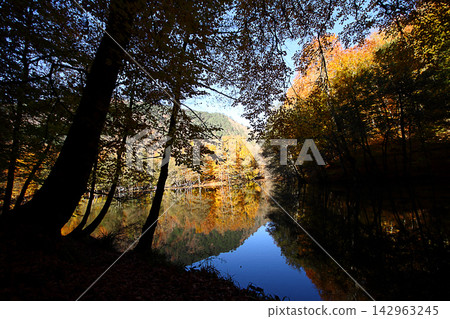 autumn in the woods. Yedigoller, Turkey autumn in the woods. Yedigoller, Turkey 142963245