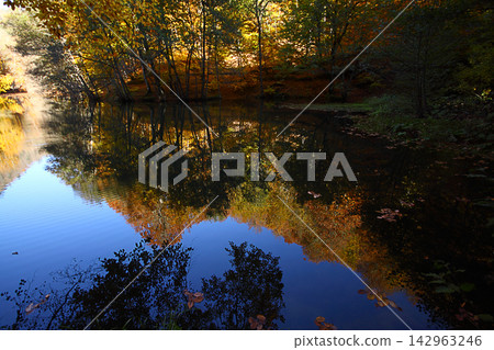 autumn in the woods. Yedigoller, Turkey autumn in the woods. Yedigoller, Turkey 142963246