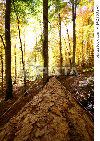 autumn in the woods. Yedigoller, Turkey autumn in the woods. Yedigoller, Turkey 142963247