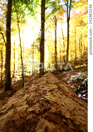 autumn in the woods. Yedigoller, Turkey autumn in the woods. Yedigoller, Turkey 142963248