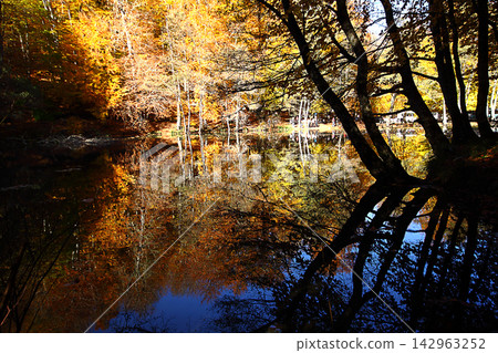 autumn in the woods. Yedigoller, Turkey autumn in the woods. Yedigoller, Turkey 142963252