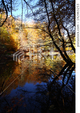 autumn in the woods. Yedigoller, Turkey autumn in the woods. Yedigoller, Turkey 142963253