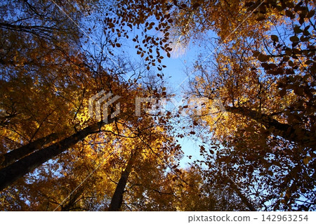 autumn in the woods. Yedigoller, Turkey autumn in the woods. Yedigoller, Turkey 142963254