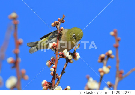 A Japanese white-eye bird sipping nectar from a white plum blossom. A Japanese white-eye bird sipping nectar from a white plum blossom. 142963275