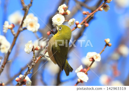 A Japanese white-eye bird sipping nectar from a white plum blossom. A Japanese white-eye bird sipping nectar from a white plum blossom. 142963319