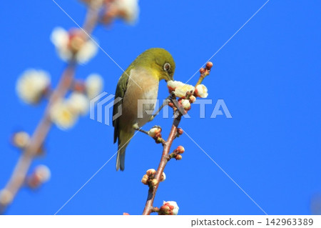 一隻繡眼鳥正在吸食白色梅花的花蜜。 一隻繡眼鳥正在吸食白色梅花的花蜜。 142963389