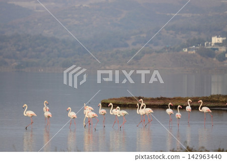 Flamingos Fed In The Wetland in bodrum turkey. Flamingos Fed In The Wetland in bodrum turkey. 142963440