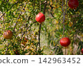 Close-up of tree-ripening red pomegranates on a tree. Growing pomegranates in agriculture. Pomegranate tree with ripening fruits. 142963452