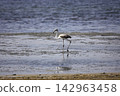 Flamingos Fed In The Wetland in bodrum turkey. 142963458
