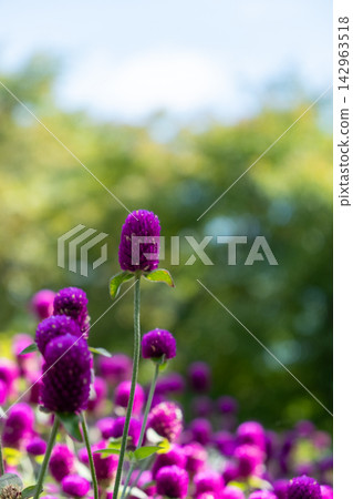 purple flower in the garden purple flower in the garden 142963518