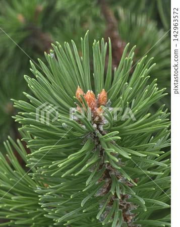 Young pine tree branch with fresh orange buds close up Young pine tree branch with fresh orange buds close up 142963572