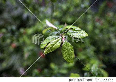 Leaves wet with rain Leaves wet with rain 142963577
