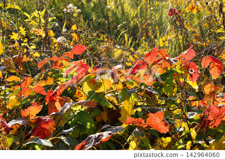 Colorful Autumn Foliage in Sunlight with Red and Yellow Leaves Colorful Autumn Foliage in Sunlight with Red and Yellow Leaves 142964060