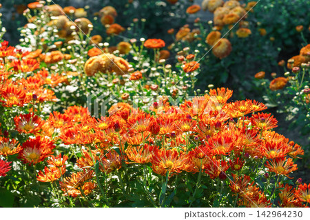 Red and yellow decorative spider chrysanthemum morifolium flowers blooming in autumn garden 142964230
