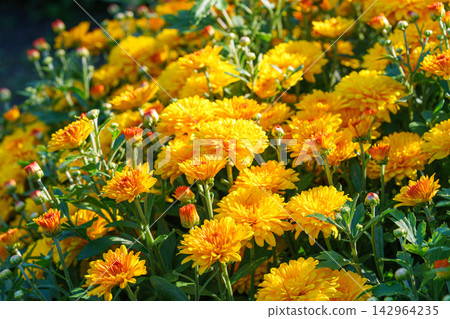 Bright yellow pompon chrysanthemum flowers blooming in garden, autumn background, decorative plant Bright yellow pompon chrysanthemum flowers blooming in garden, autumn background, decorative plant 142964235