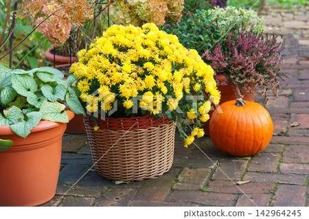 Autumn outdoor decor with orange pumpkins and potted plants for Halloween and Thanksgiving Autumn outdoor decor with orange pumpkins and potted plants for Halloween and Thanksgiving 142964245