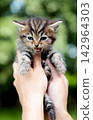 Close-up of a tiny domestic kitten with an open mouth on a blurred green background. 142964303