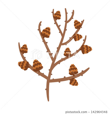 Vector illustration of a brown larch branch with cones, isolated on a white background. Flat cartoon style autumn and winter holiday graphic element for festive designs and seasonal decor. Vector illustration of a brown larch branch with cones, isolated on a white background. Flat cartoon style autumn and winter holiday graphic element for festive designs and seasonal decor. 142964348