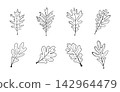 Set of hand drawn oak leaf line art illustrations, Minimalist black outline vector drawings of oak leaves isolated on a white background, Oak leaf outline set. 142964479