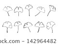 Minimalist ginkgo leaf outline vector illustration, Hand drawn ginkgo leaf vectors, Ginkgo leaf svg, Ginkgo leaf outline. 142964482