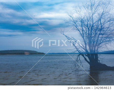 Bare tree growing from shallow water near a quiet shoreline beneath a dramatic blue sky creating a moody minimalist landscape with stark natural forms Bare tree growing from shallow water near a quiet shoreline beneath a dramatic blue sky creating a moody minimalist landscape with stark natural forms 142964613