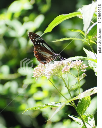 Chestnut Tiger butterfly and Eupatorium fortunei (20260914123736) Chestnut Tiger butterfly and Eupatorium fortunei (20260914123736) 142964618