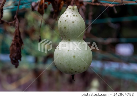 Gourds, being climbing plants, are sometimes processed into containers. Gourds, being climbing plants, are sometimes processed into containers. 142964798